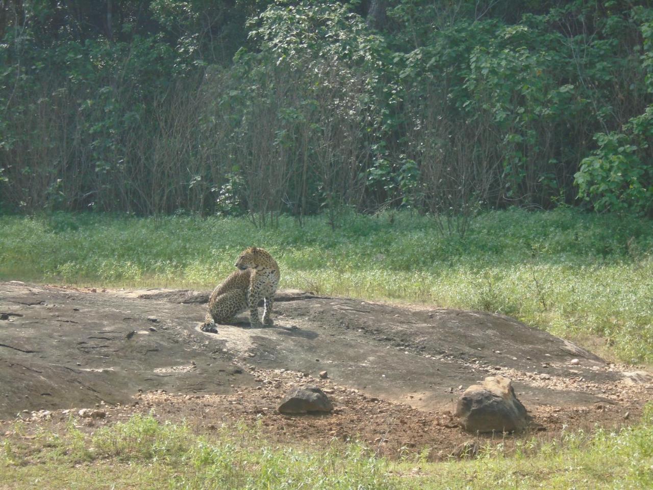 Yala Avian Eye Safari Apartment Buttala Ngoại thất bức ảnh