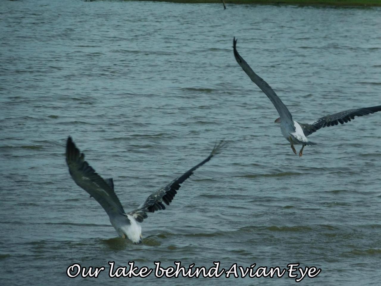 Yala Avian Eye Safari Apartment Buttala Ngoại thất bức ảnh