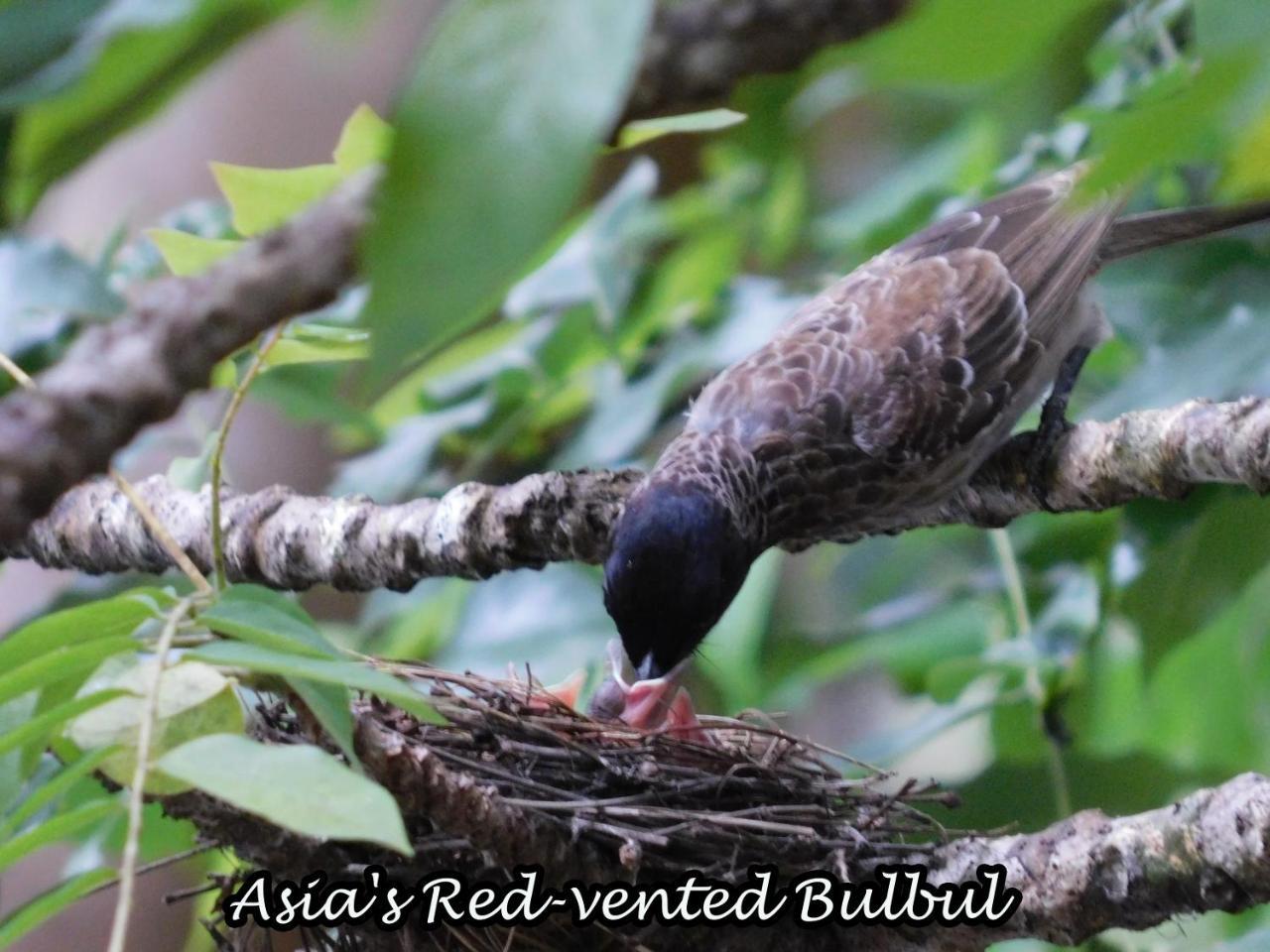 Yala Avian Eye Safari Apartment Buttala Ngoại thất bức ảnh