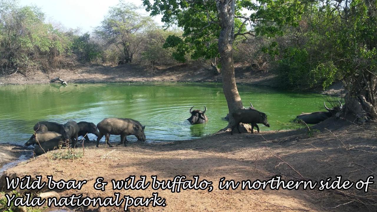 Yala Avian Eye Safari Apartment Buttala Ngoại thất bức ảnh