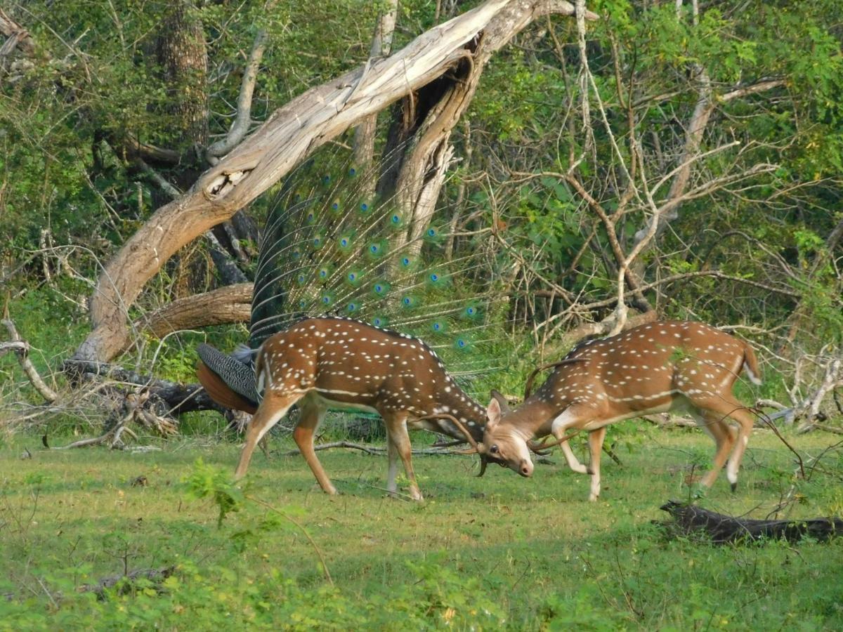 Yala Avian Eye Safari Apartment Buttala Ngoại thất bức ảnh