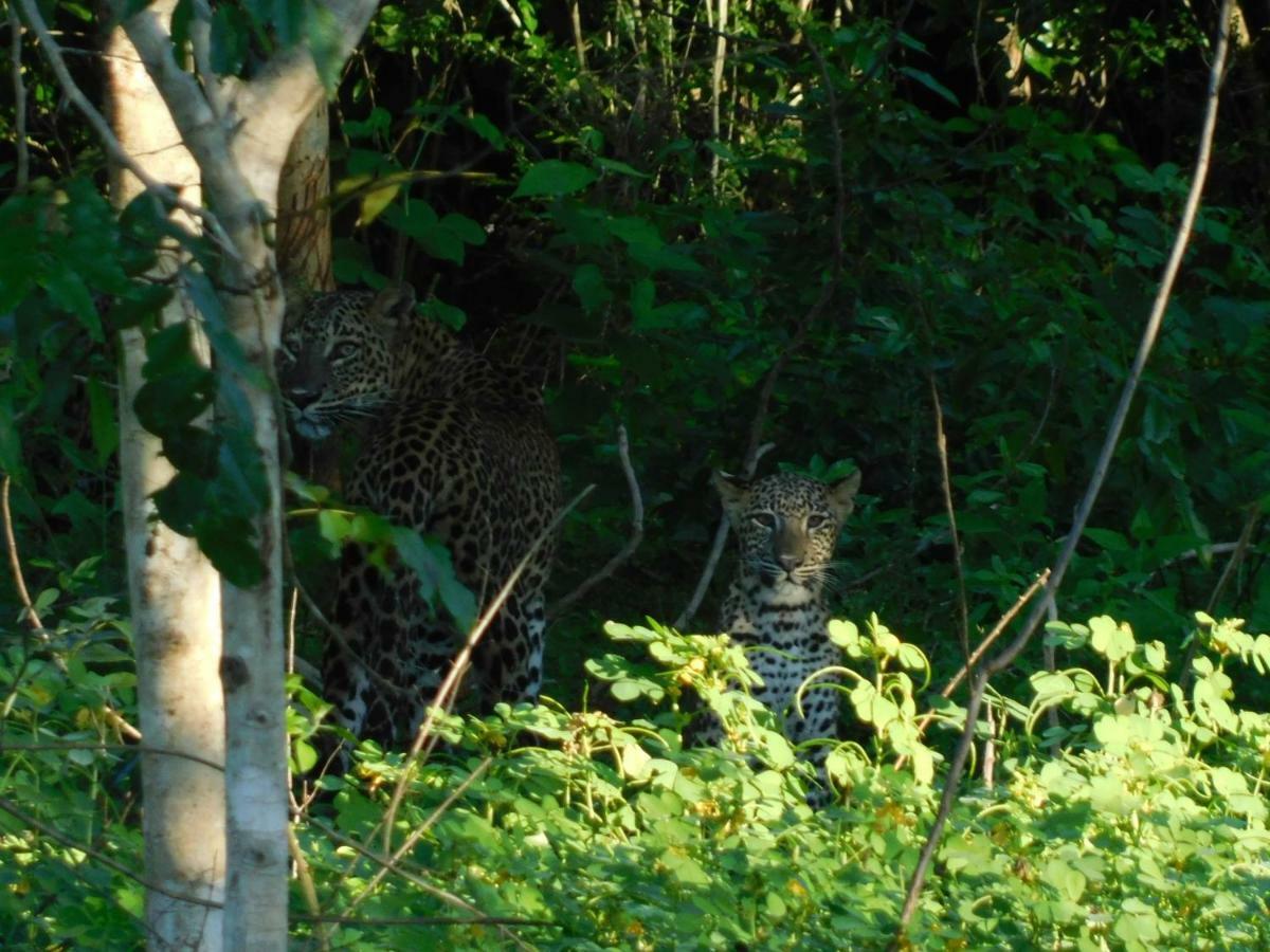 Yala Avian Eye Safari Apartment Buttala Ngoại thất bức ảnh